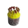 CHUPIS CARAMELO CON PALO BIO-FT EXPOSITOR 200UDS