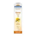 FLORES DE BACH 13 GORSE - AULAGA FLORES DE BACH BIO GRANULOS 9 grs - UNITARIO